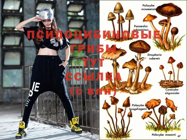 PSILOCYBIN Белокуриха