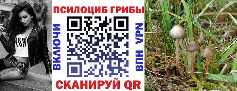 Купить закладки  Кудрово  Псилоцибиновые грибы мицелий 